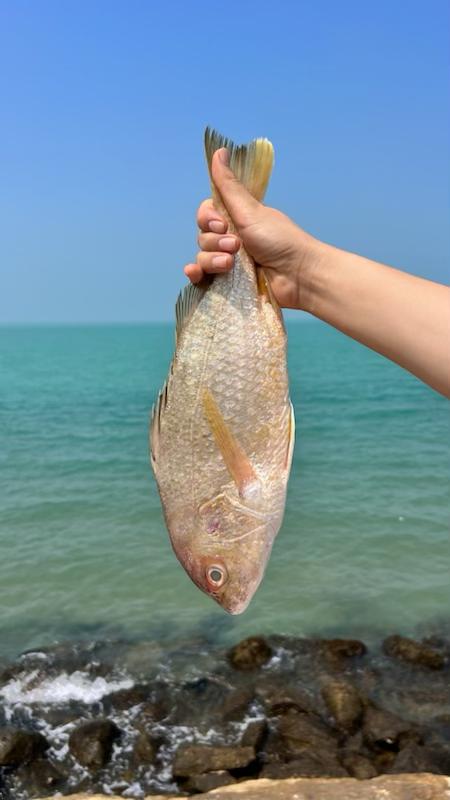 ماهی سنگسر ( 1 کیلو به بالا )